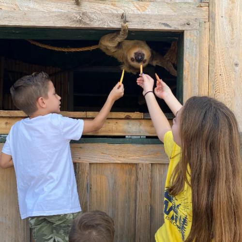 Two children feeding a sloth through a wooden window, with one child holding a pencil and the other a snack.