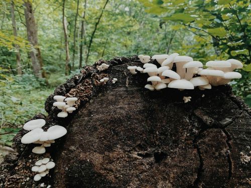 White mushrooms growing on a mossy, decaying tree stump in a lush green forest.
