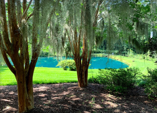 A serene landscape featuring two trees with Spanish moss, overlooking a vibrant blue pond surrounded by lush greenery.