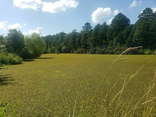 A serene pond covered in green algae, surrounded by lush trees and blue skies with fluffy clouds.