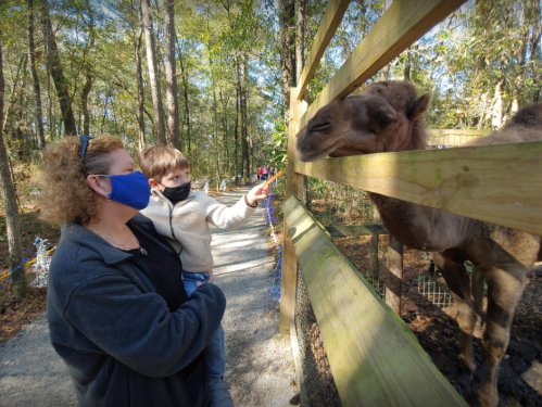 A woman and a child in masks interact with a camel at a zoo, surrounded by trees and a wooden fence.