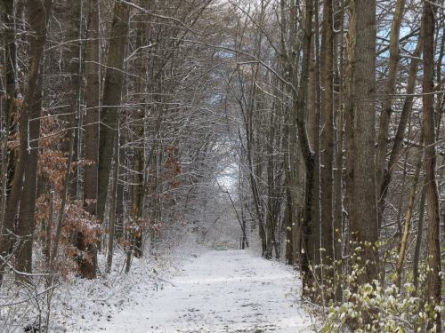 A snowy path lined with bare trees, leading into a serene, wintery forest scene.
