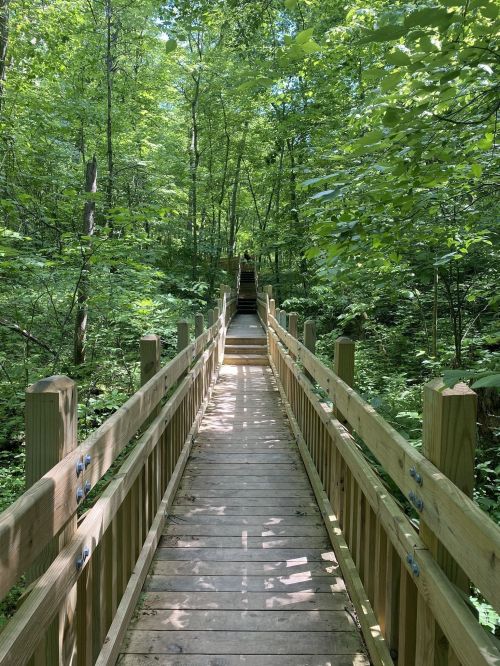 A wooden boardwalk leads through a lush green forest, surrounded by trees and dappled sunlight.