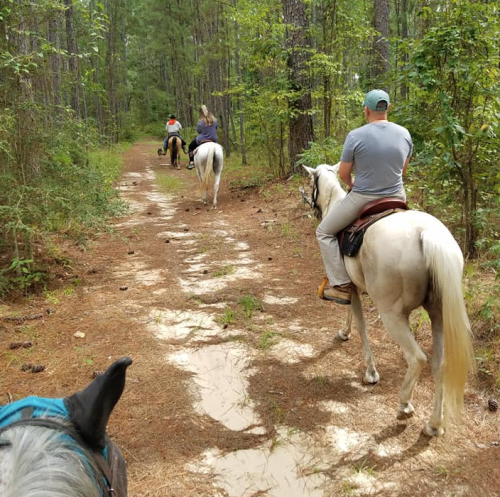 A group of people riding horses along a wooded trail, surrounded by trees and greenery.