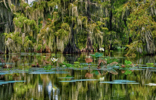 A serene swamp scene with cypress trees, hanging moss, and water lilies reflecting in calm waters.