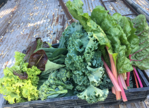 A crate filled with fresh, vibrant greens including lettuce, kale, broccoli, and Swiss chard on a rustic surface.