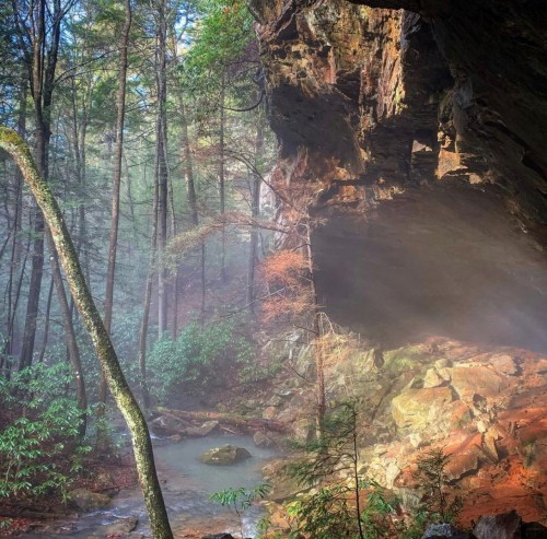 A misty forest scene with a rocky overhang, trees, and a small stream flowing through the lush greenery.