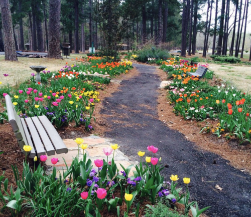 A winding path through a vibrant flower garden with benches on either side, surrounded by tall trees.
