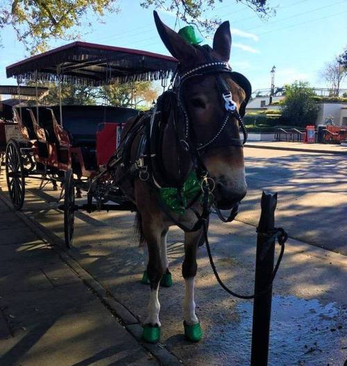 A decorated horse wearing a green bow and shoes stands beside a carriage on a sunny street.