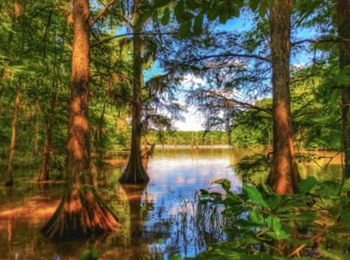 Lush green trees surround a serene, reflective lake under a bright blue sky.