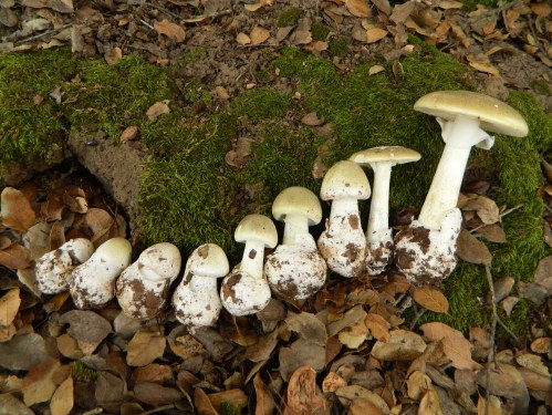 A row of mushrooms in various sizes, growing on mossy ground surrounded by fallen leaves.