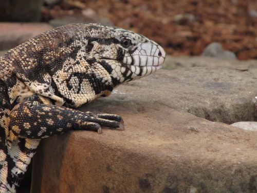 A close-up of a textured lizard resting on a stone surface, showcasing its intricate patterns and colors.