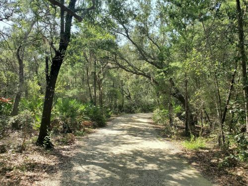 A winding dirt path surrounded by lush greenery and trees in a serene forest setting.