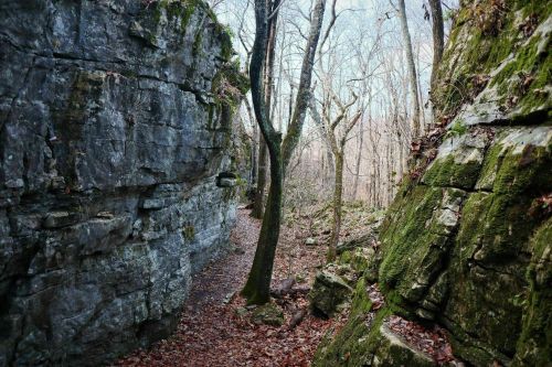 A narrow path between moss-covered rock walls, with bare trees and fallen leaves in a serene, wooded area.