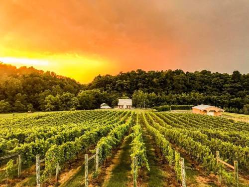 A scenic vineyard at sunset, with rows of grapevines and a farmhouse against a backdrop of colorful skies and hills.