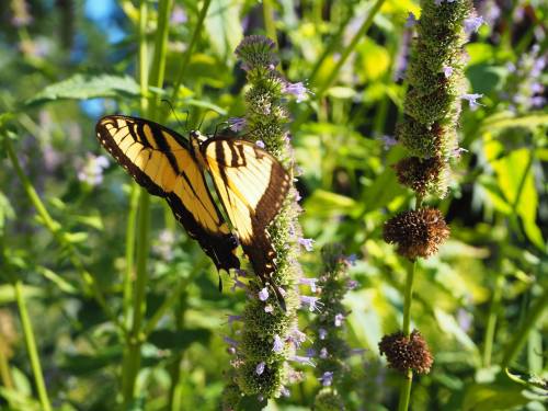 A yellow and black butterfly perched on a flowering plant amidst lush green foliage.