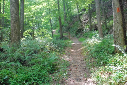 A winding dirt path through a lush green forest, surrounded by trees and ferns under dappled sunlight.
