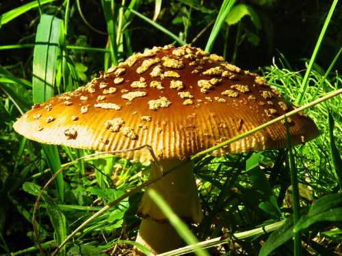 A large, brown mushroom with a textured cap, surrounded by green grass and foliage.