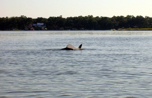 A whale partially surfaces in calm water, with trees and houses visible in the background.
