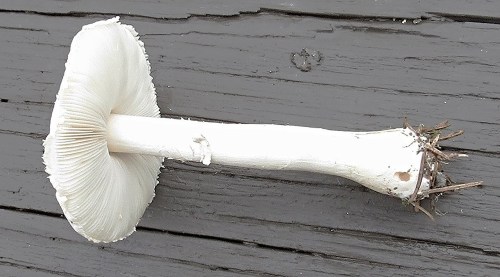 A white mushroom with a broad cap and gills, resting on a wooden surface.