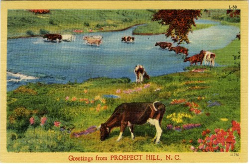 A vintage postcard depicting cows by a river, surrounded by flowers and greenery, with "Greetings from Prospect Hill, N.C." text.