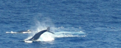 A whale breaches the surface of the ocean, creating a spray of water against a deep blue sea.