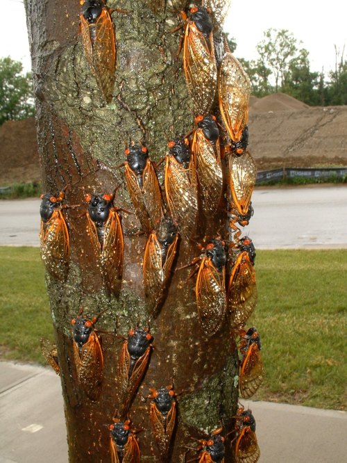 A tree trunk covered with numerous cicadas, showcasing their distinctive orange and black coloration.