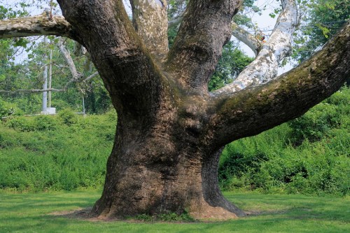 A large, textured tree trunk with multiple thick branches, surrounded by green grass and foliage.