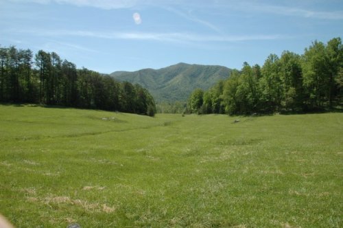 A lush green meadow surrounded by trees, with mountains in the background under a clear blue sky.