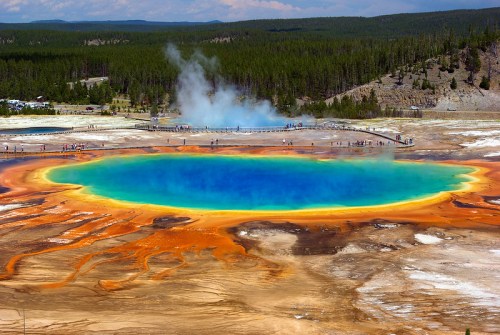 A vibrant geothermal pool with bright blue and orange hues, surrounded by trees and steam in Yellowstone National Park.