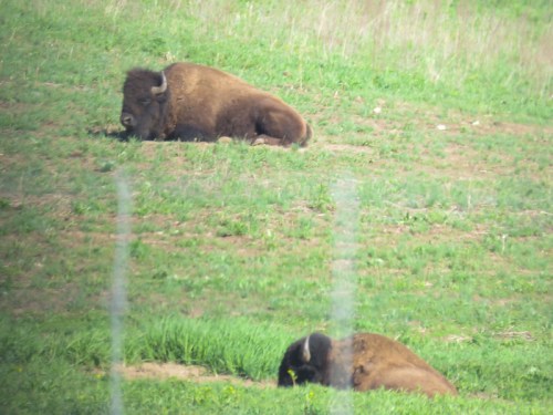 Two bison resting on green grass in a field, with one lying down and the other partially visible in the background.