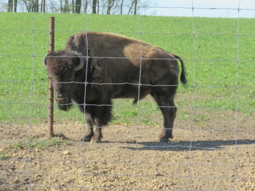 A bison stands near a fence in a grassy field under a clear blue sky.
