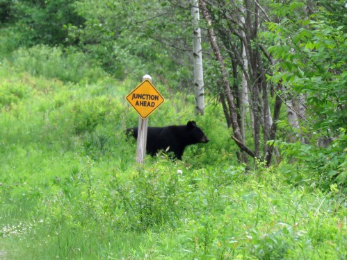 A black bear stands near a "Junction Ahead" sign in a lush green forested area.