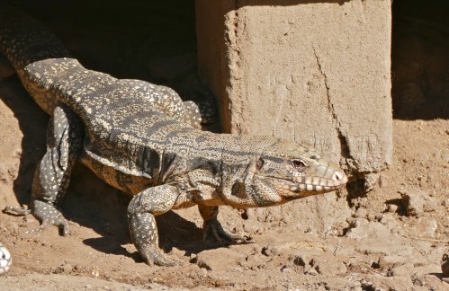 A large lizard with a patterned body is emerging from a shaded area near a dirt surface.