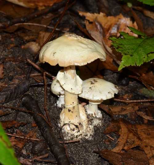 Three white mushrooms growing on the forest floor, surrounded by fallen leaves and soil.