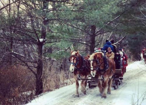 A horse-drawn sleigh carries passengers through a snowy forest path, surrounded by tall pine trees.