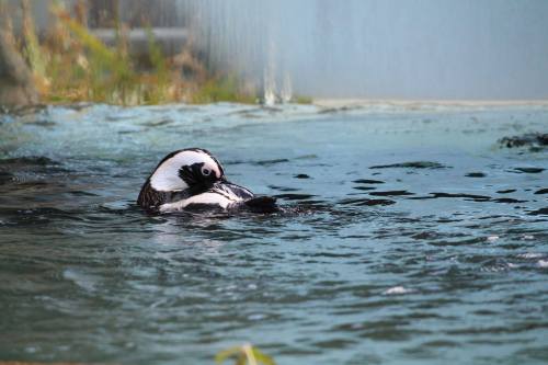 A penguin swimming in a calm body of water, surrounded by greenery and a soft mist in the background.