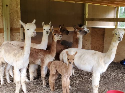 A group of six llamas and one baby llama standing together in a barn, surrounded by straw.