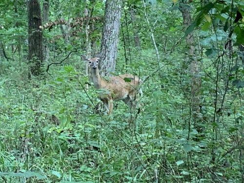 A deer stands among lush green foliage in a wooded area, partially obscured by plants and trees.