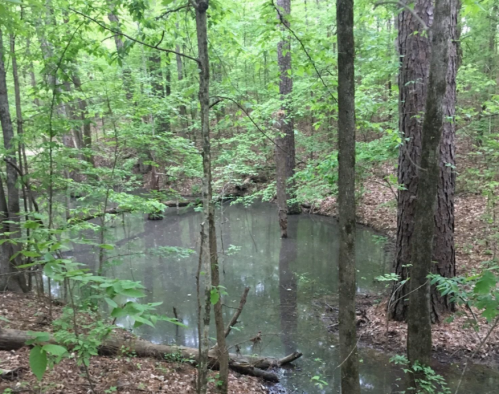 A serene forest scene featuring a small, still pond surrounded by lush green trees and foliage.