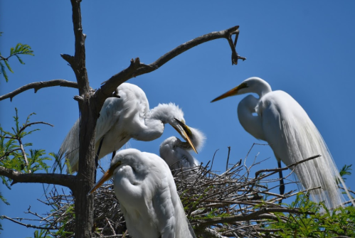 Four white herons perched on a tree, with one in a nest, under a clear blue sky.