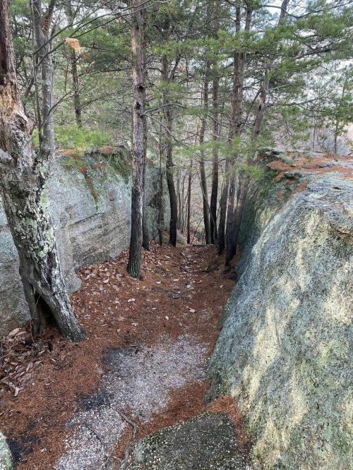 A narrow, rocky path lined with trees and pine needles, leading through a forested area.