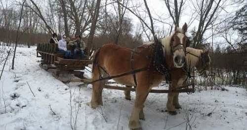 A horse-drawn sleigh with people sitting on it, surrounded by snow-covered trees.