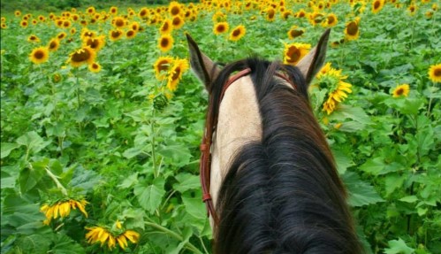 A horse's back is seen in a field of tall sunflowers, with vibrant yellow blooms surrounding it.