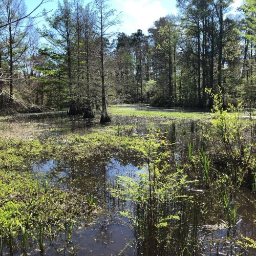 A serene wetland scene with lush greenery, water reflections, and trees in a sunny, blue sky setting.