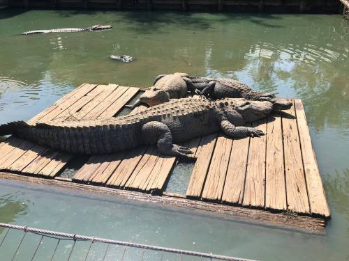 Three crocodiles sunbathing on a wooden platform in a greenish water habitat.
