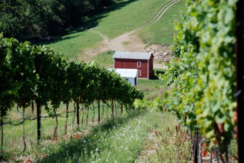 A red barn surrounded by lush green vineyards on a sunny hillside.