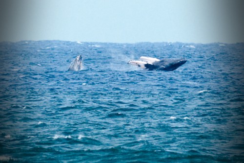 A pair of whales breaching the surface of the ocean, creating splashes against a blue water backdrop.