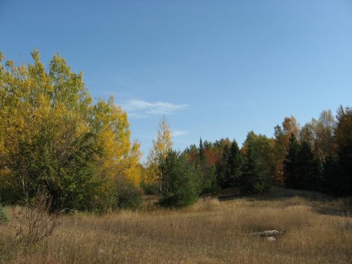 A serene landscape featuring autumn trees in vibrant colors, with a clear blue sky and grassy field.