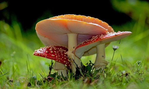 A cluster of vibrant red mushrooms with white spots, growing amidst green grass and small plants.